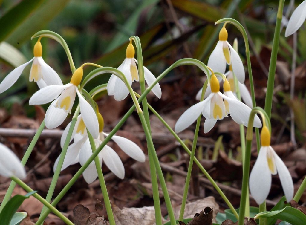 Image may contain Flower Plant Amaryllidaceae and Blossom