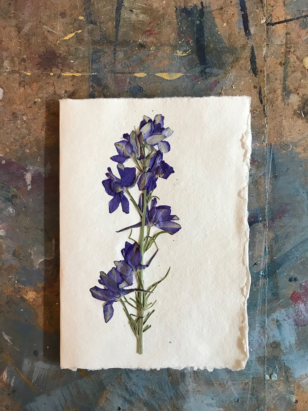 Image may contain Flower Plant Iris and Blossom