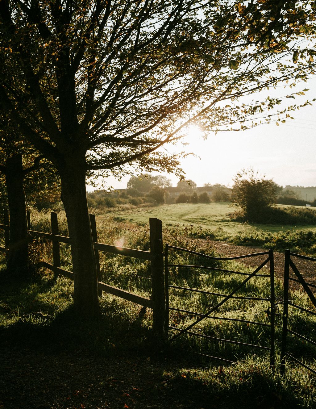 Image may contain Light Flare Tree Plant Outdoors Sunlight and Nature