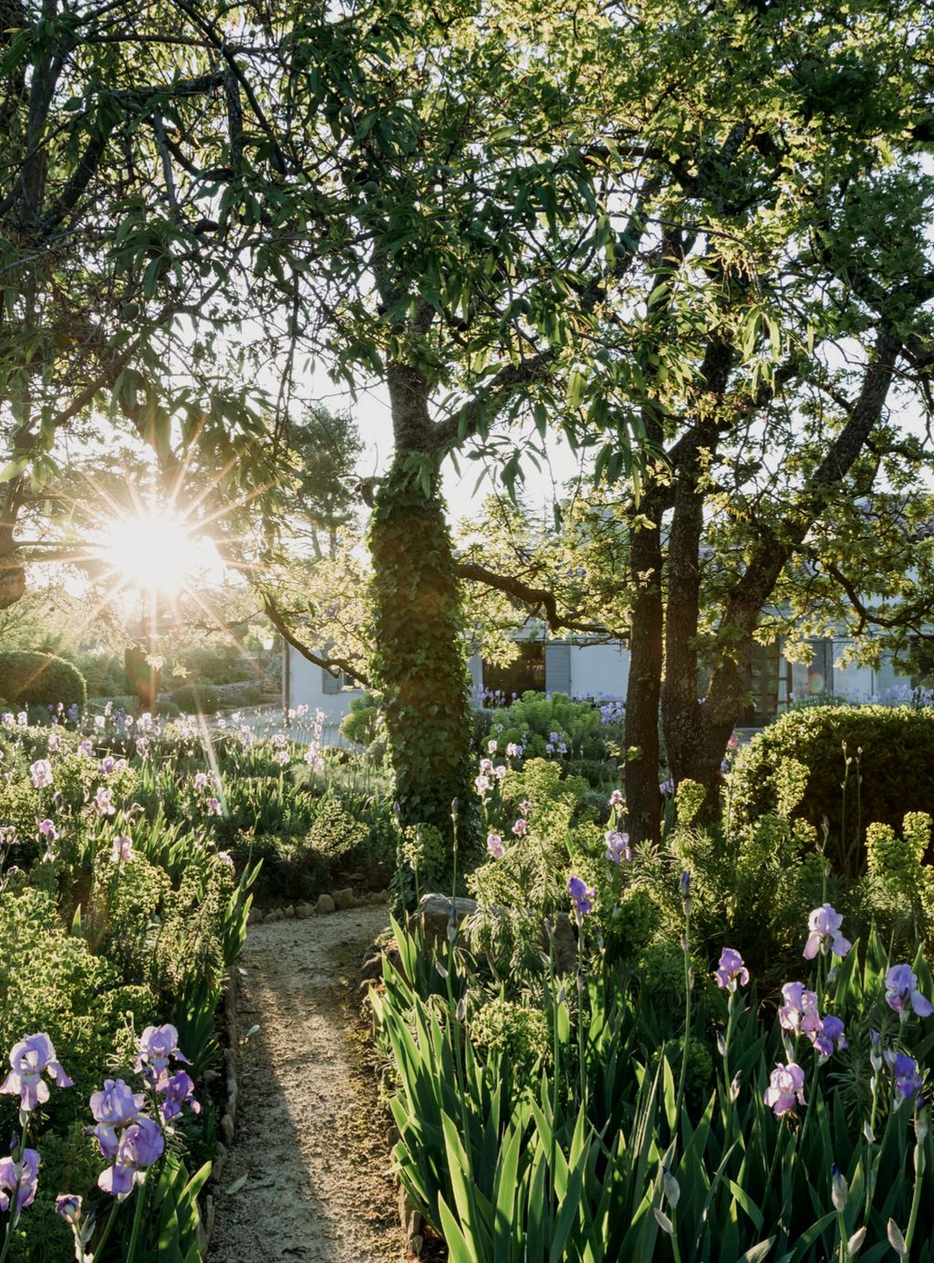 Image may contain Garden Outdoors Arbour Plant Flower and Blossom