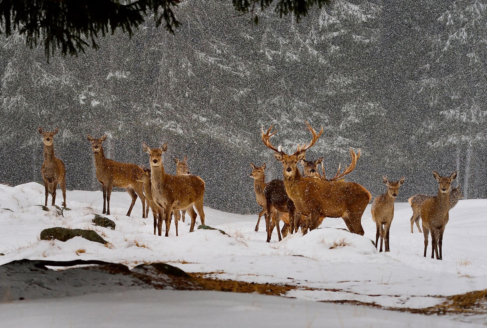 Wild deer UK coronavirus