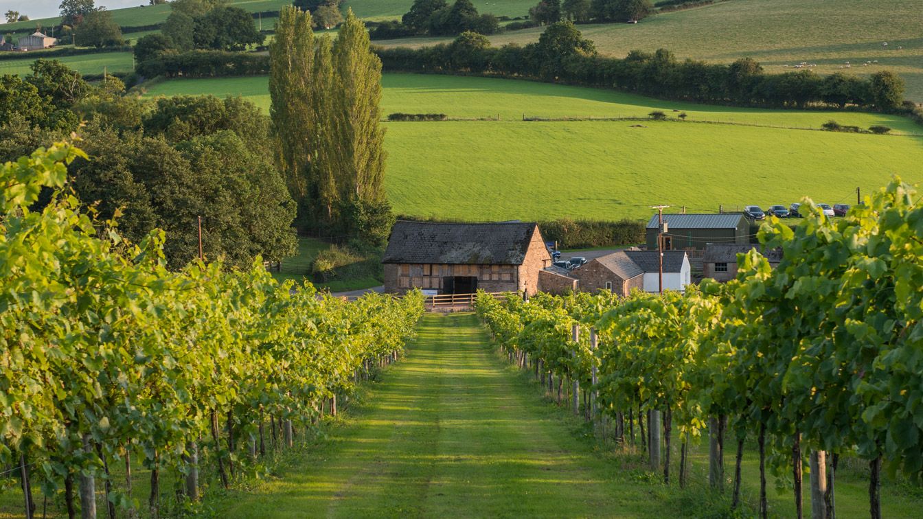 Image may contain Nature Outdoors Countryside Rural Farm and Vineyard