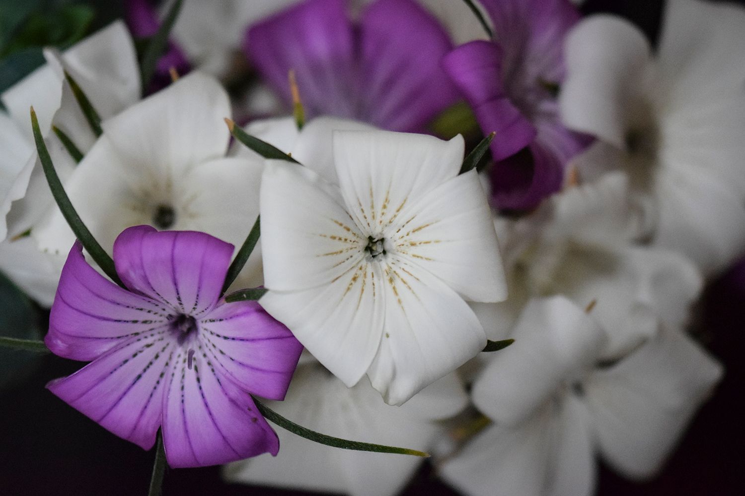 Image may contain Flower Plant Geranium and Blossom