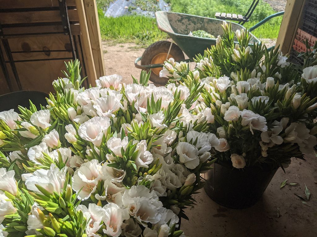Drifts of Clarkia at Petalon's farm.