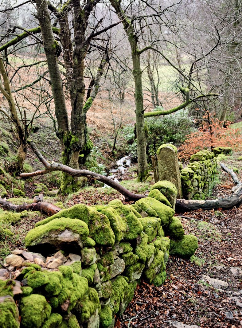 Image may contain Moss Plant Vegetation Tree Root and Ground