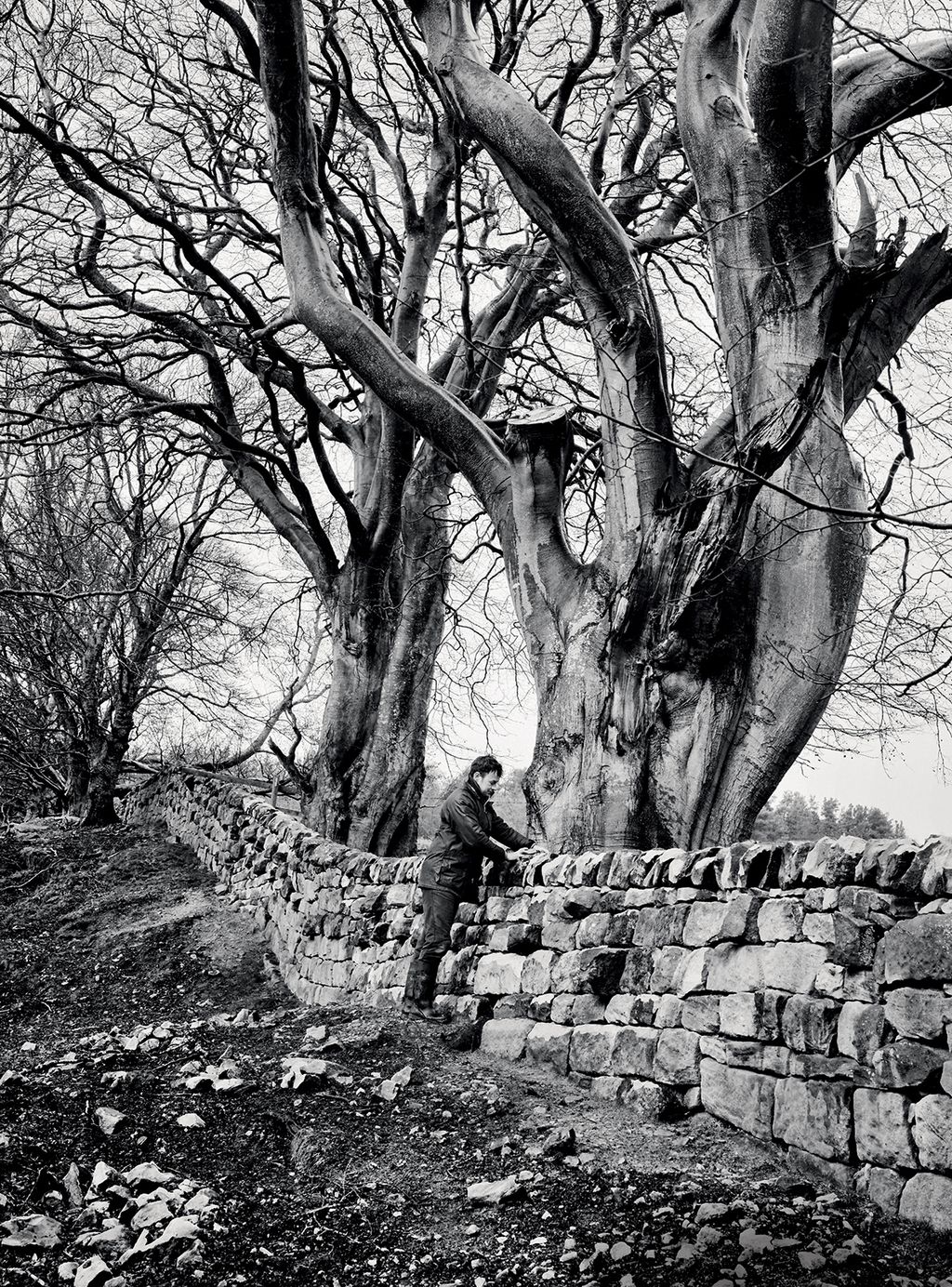 Jonny rebuilt this quarried stone wall located on the edge of a beech wood near Rothbury in Northumberland