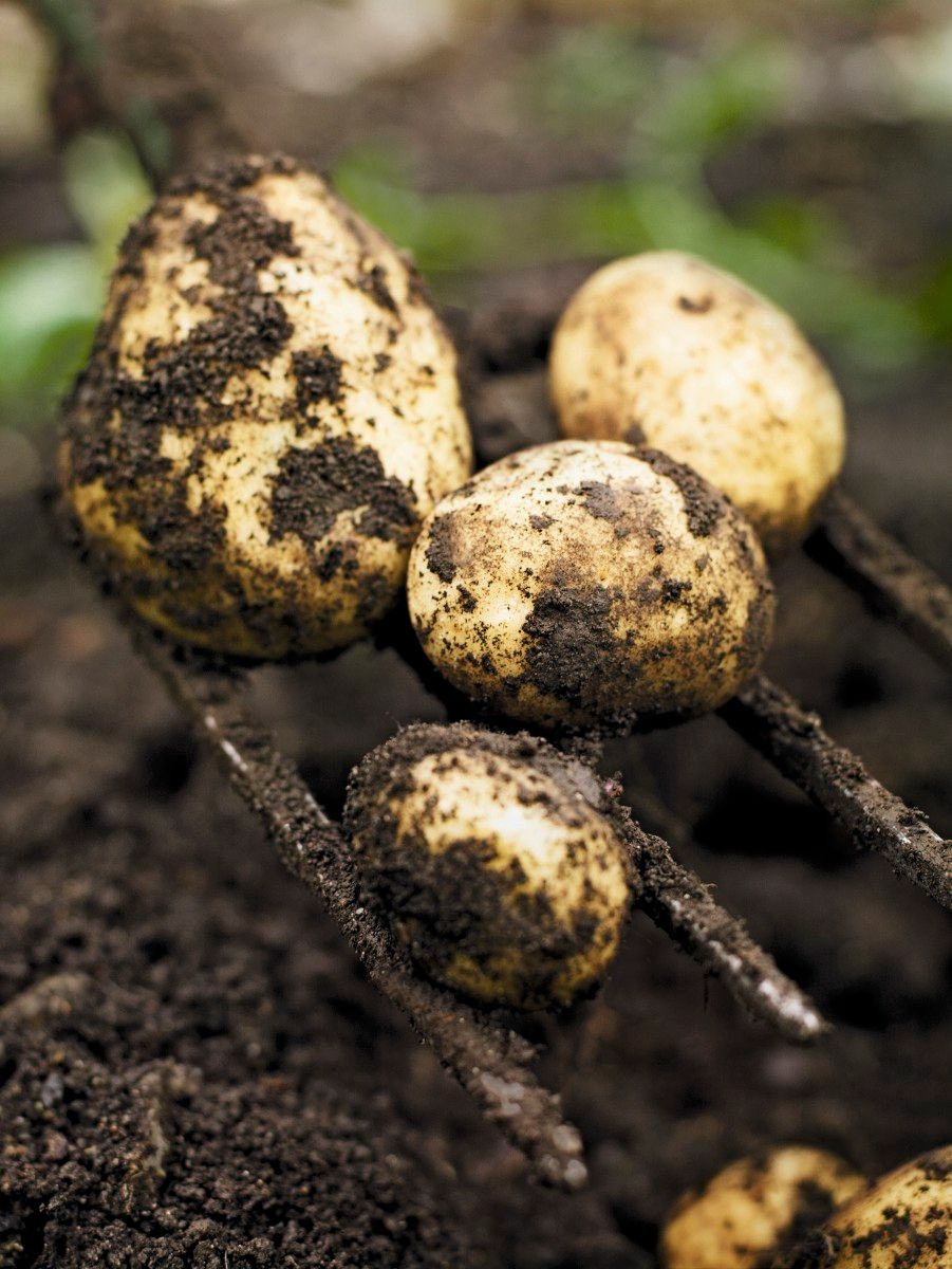 Image may contain Plant Fungus and Food