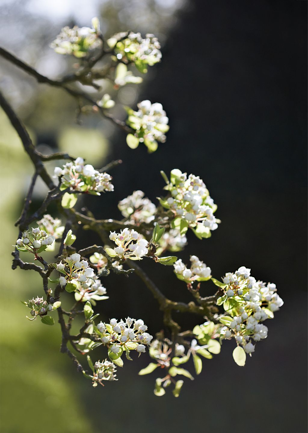 Image may contain Plant Flower and Blossom