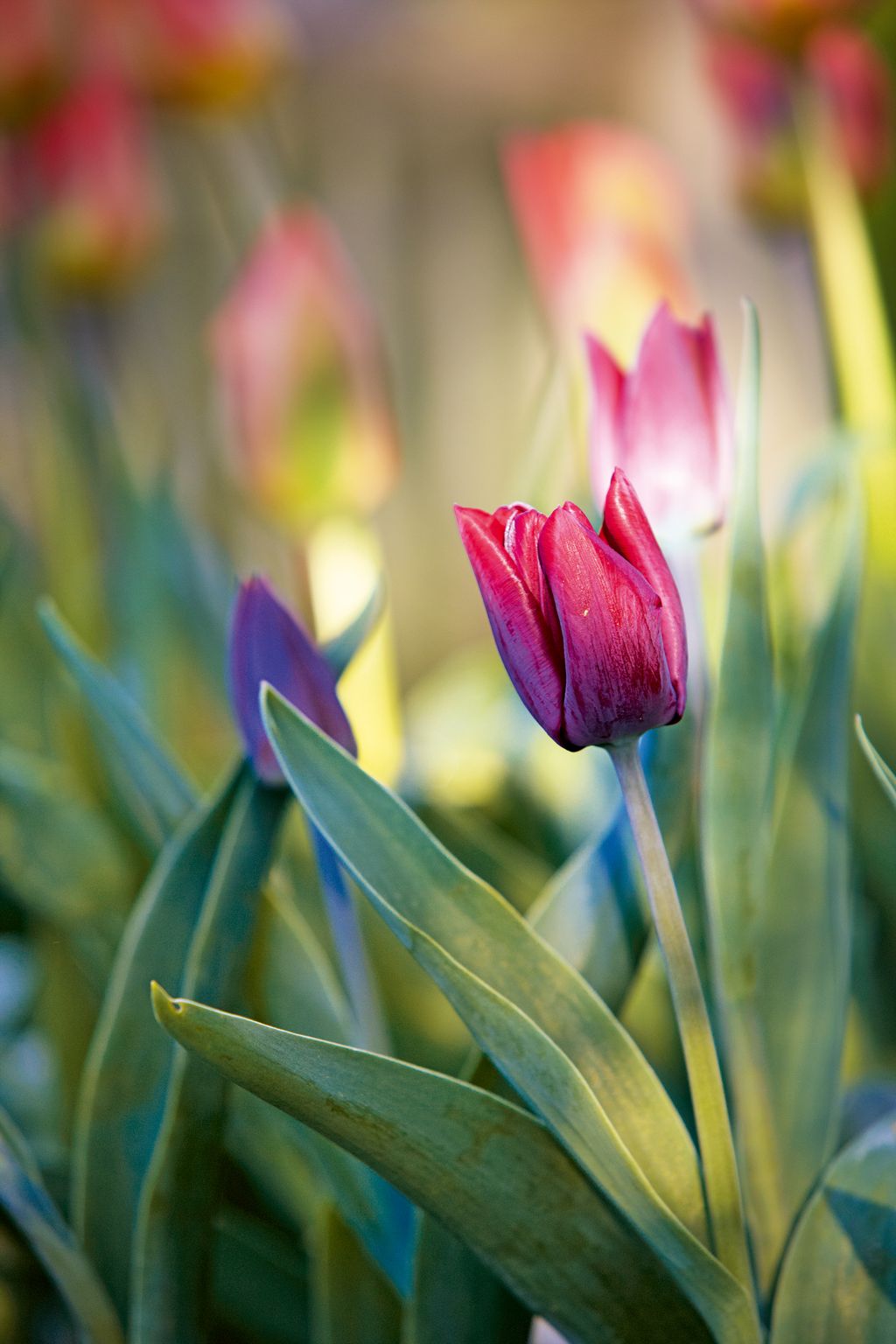 Image may contain Plant Flower Blossom and Tulip