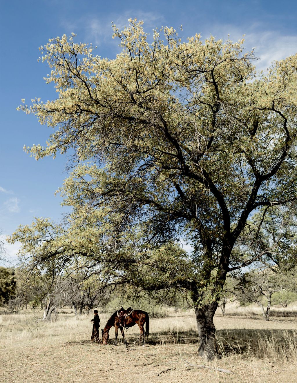 Image may contain Grassland Field Outdoors Nature Savanna Human Person Animal Horse Mammal Plant and Tree