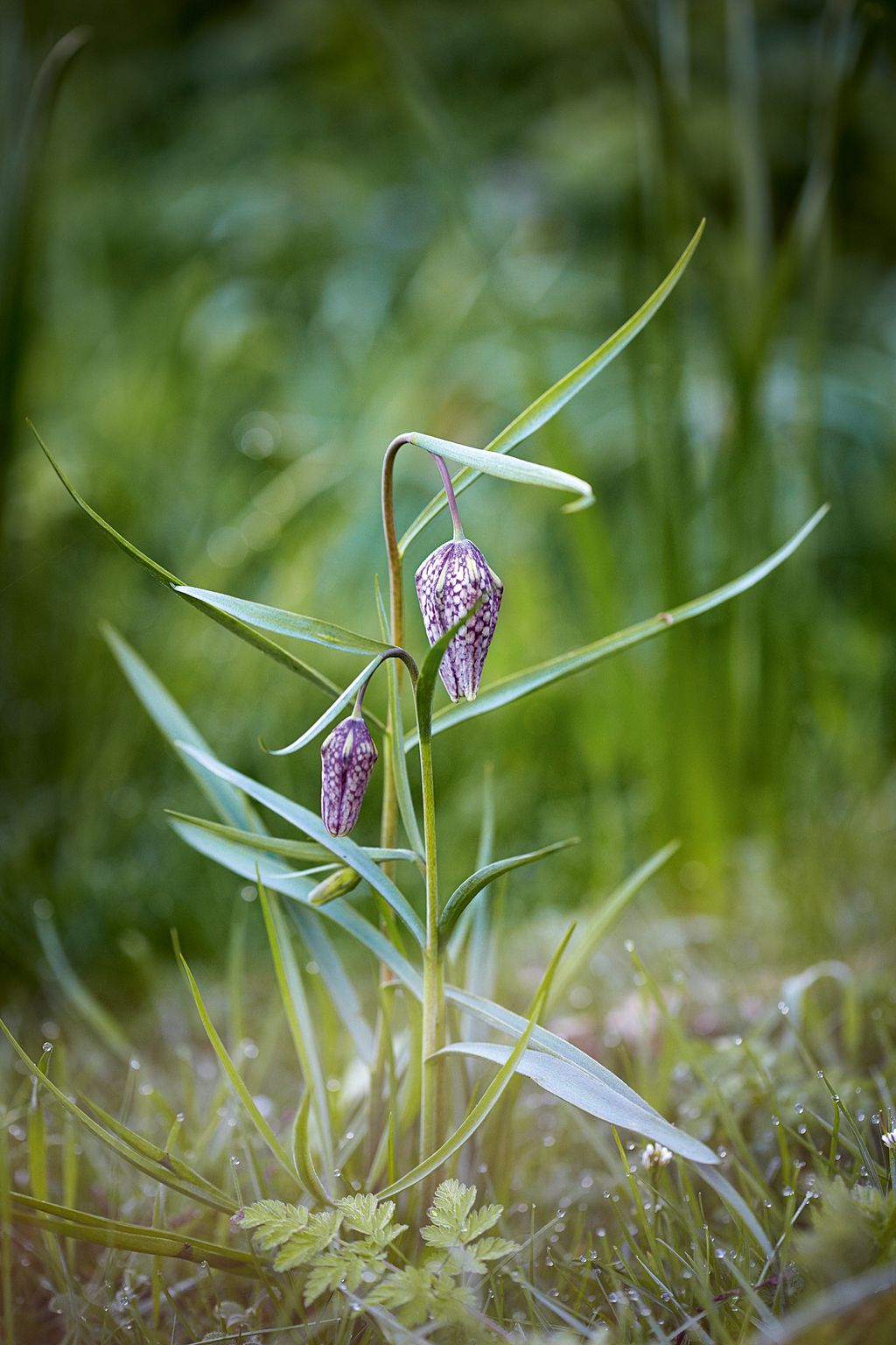 Image may contain Plant Flower Blossom Animal Invertebrate Insect and Amaryllidaceae