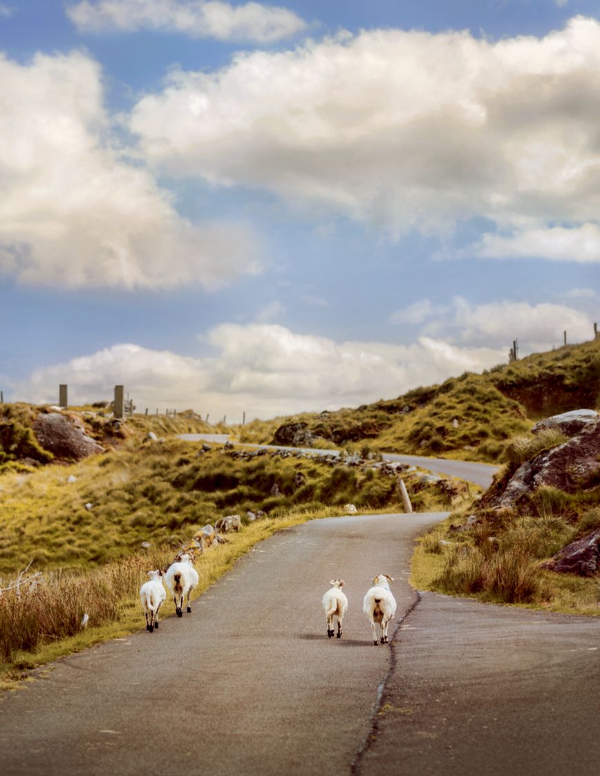 Image may contain Animal Sheep Mammal Outdoors Road Nature and Path