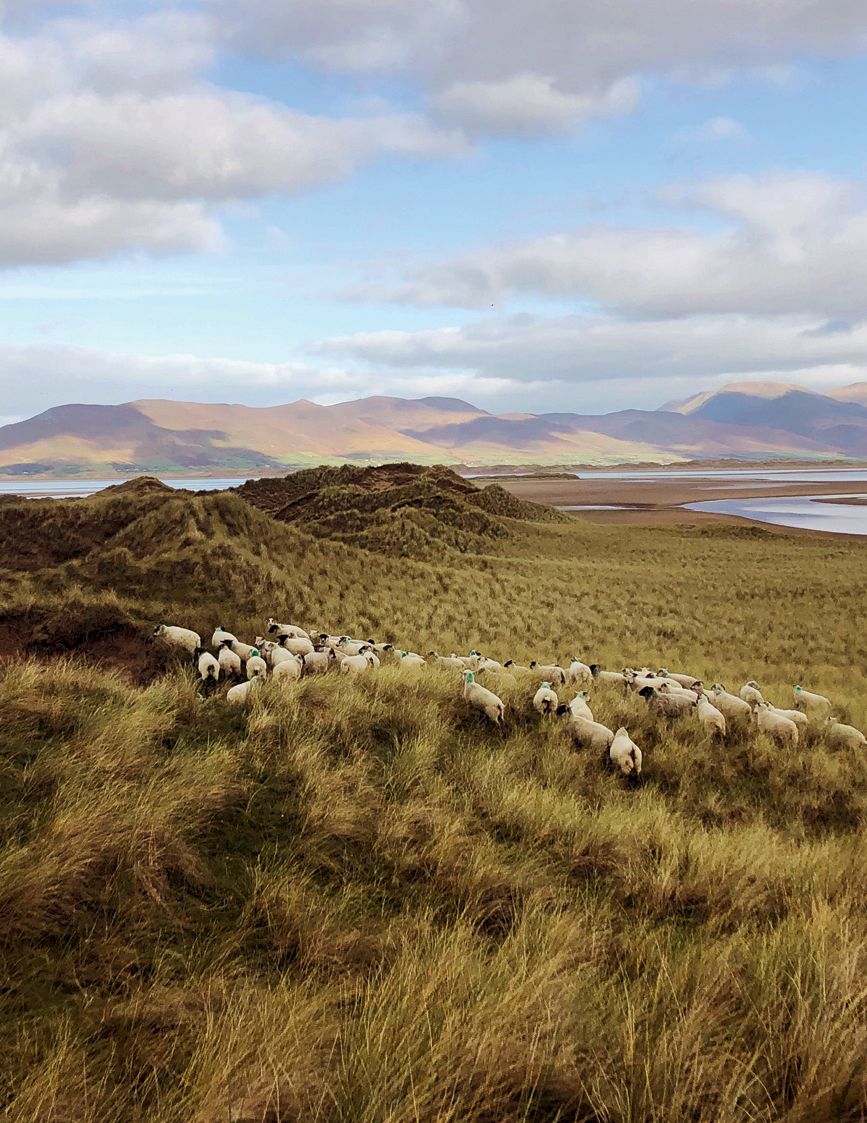 Image may contain Nature Outdoors Field Grassland Countryside Land Animal Sheep Mammal Plateau Pasture and Rural