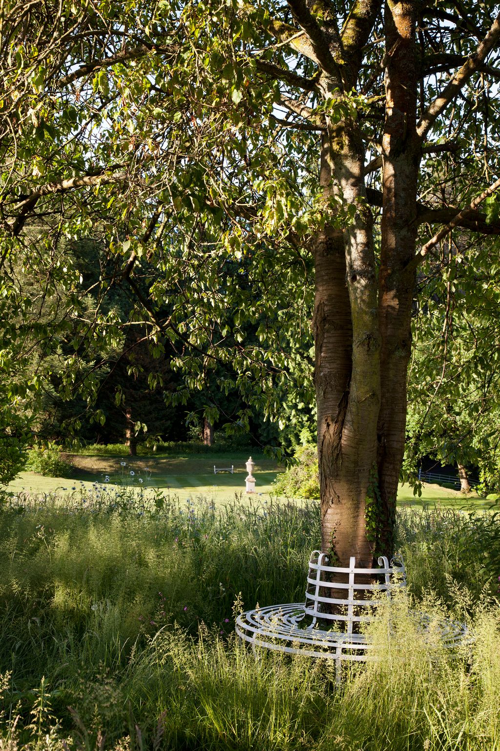 Image may contain Tree Plant Grass Tree Trunk Vegetation and Outdoors
