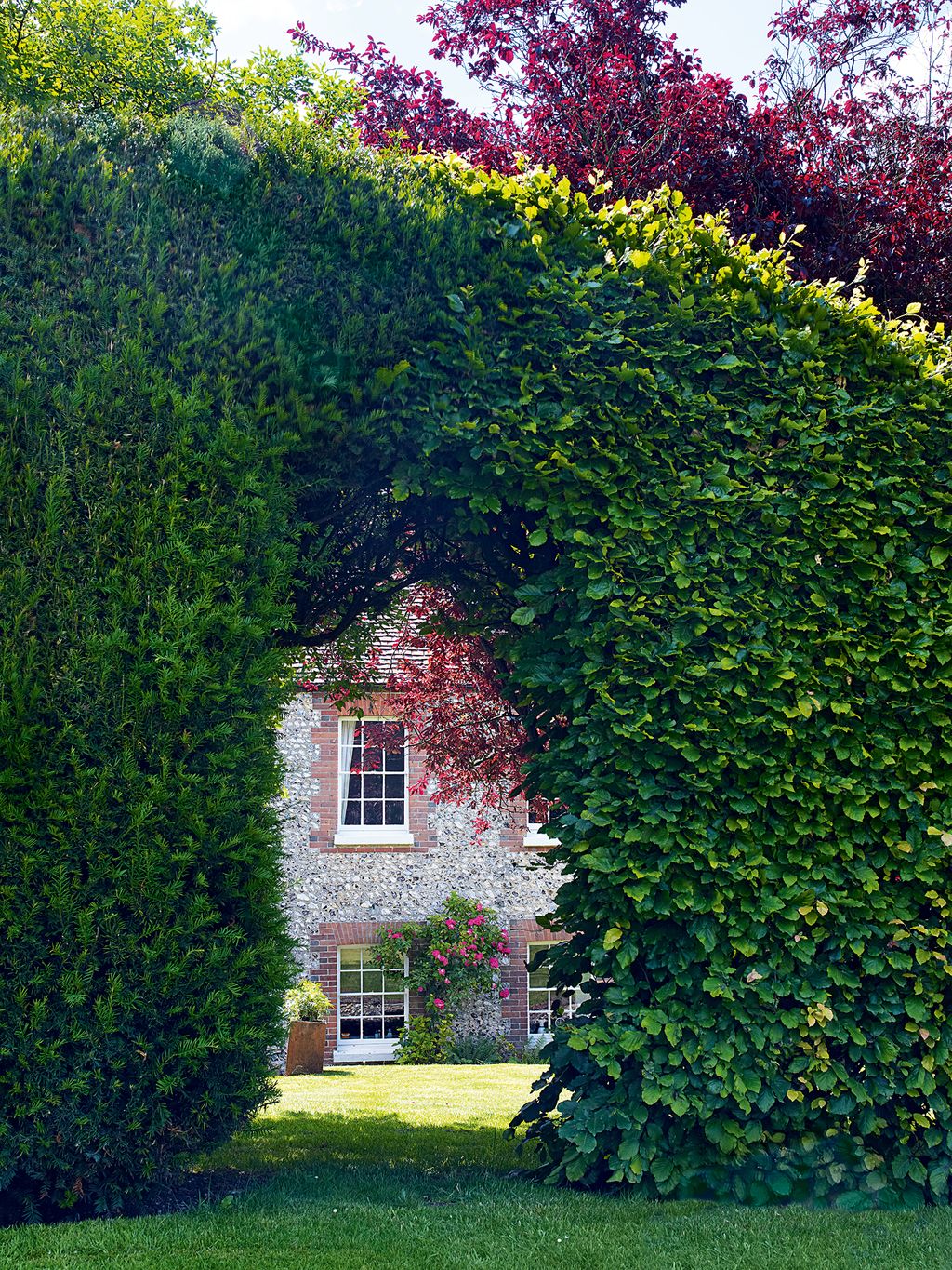 Image may contain Plant Outdoors and Ivy