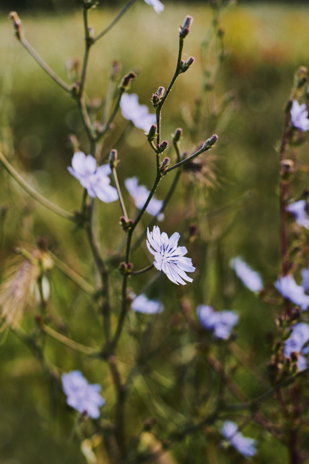 Image may contain Plant Flower Blossom and Petal