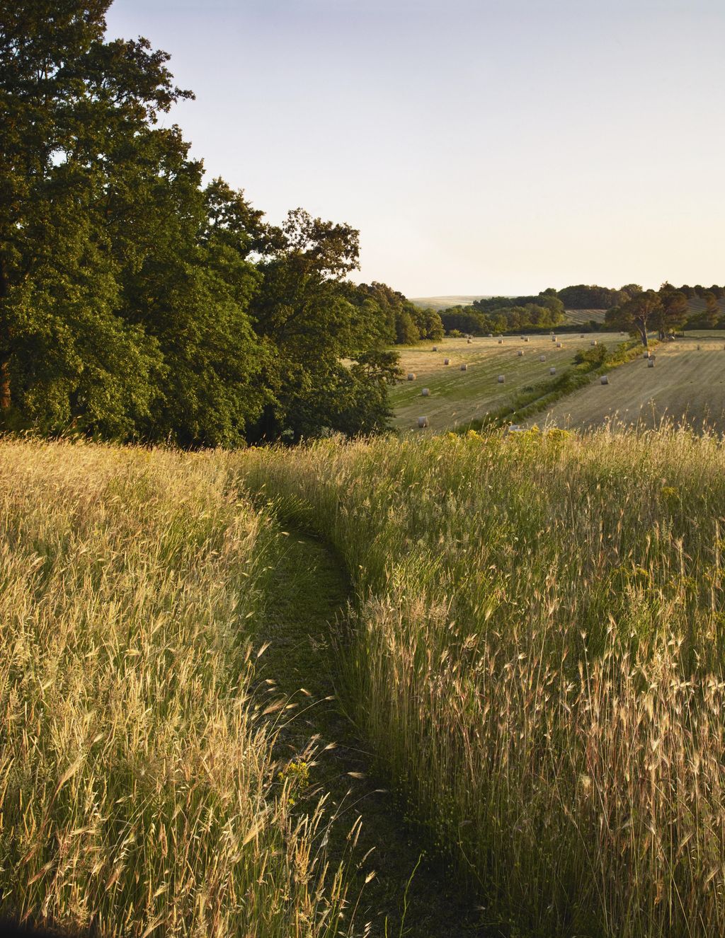 Image may contain Grassland Outdoors Field Nature Countryside Rural Farm Meadow Grass and Plant