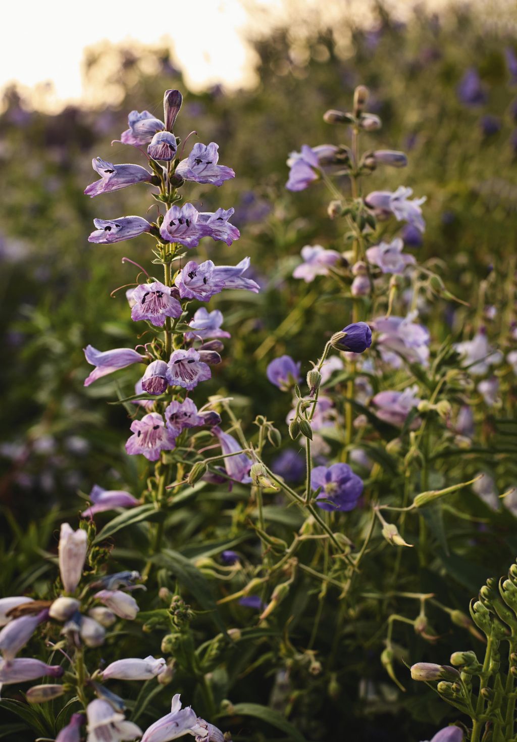 Penstemon ‘Sour Grapes