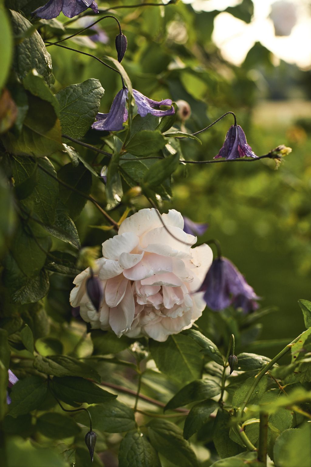 Image may contain Plant Rose Flower Blossom Acanthaceae and Geranium