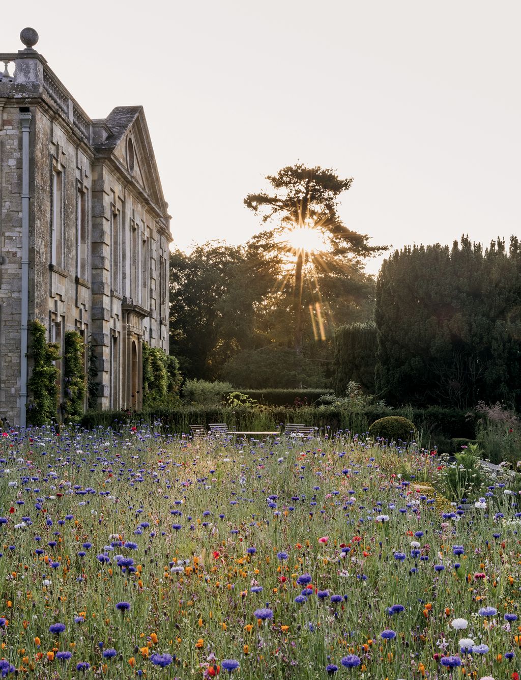 Image may contain Plant Grass Outdoors Field Grassland Nature Vegetation Petal Flower and Blossom