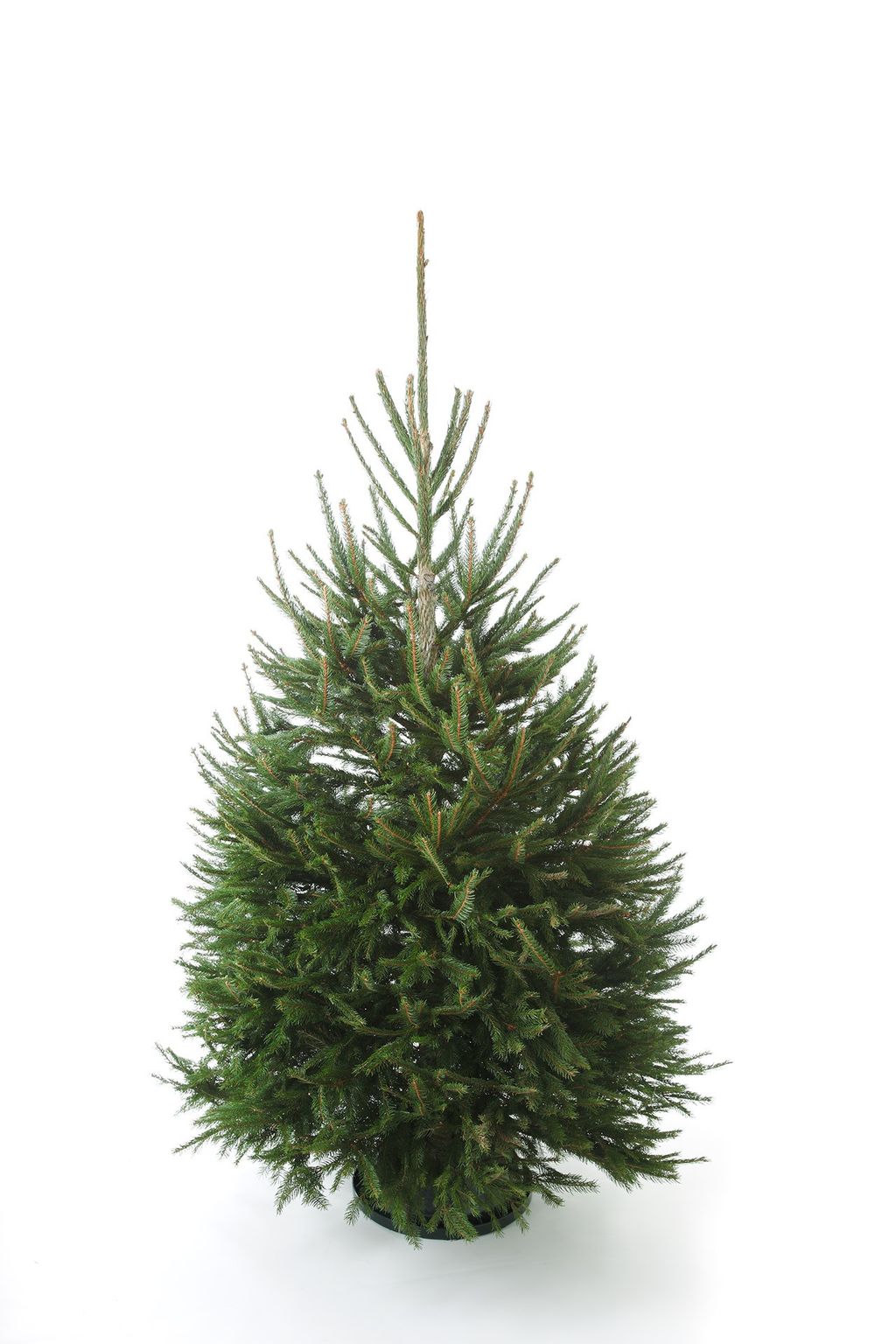 Norway Spruce Guide to Buying Real Christmas Trees | Christmas