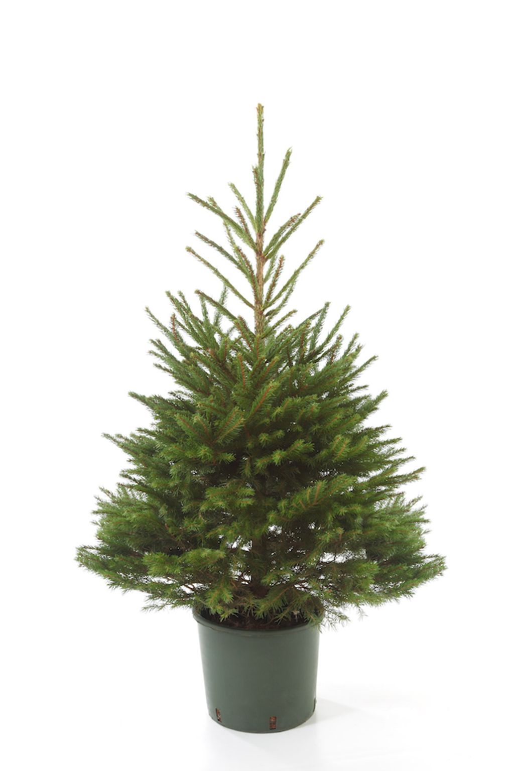 Potgrown Norway Spruce Guide to Buying Real Christmas Trees | Christmas