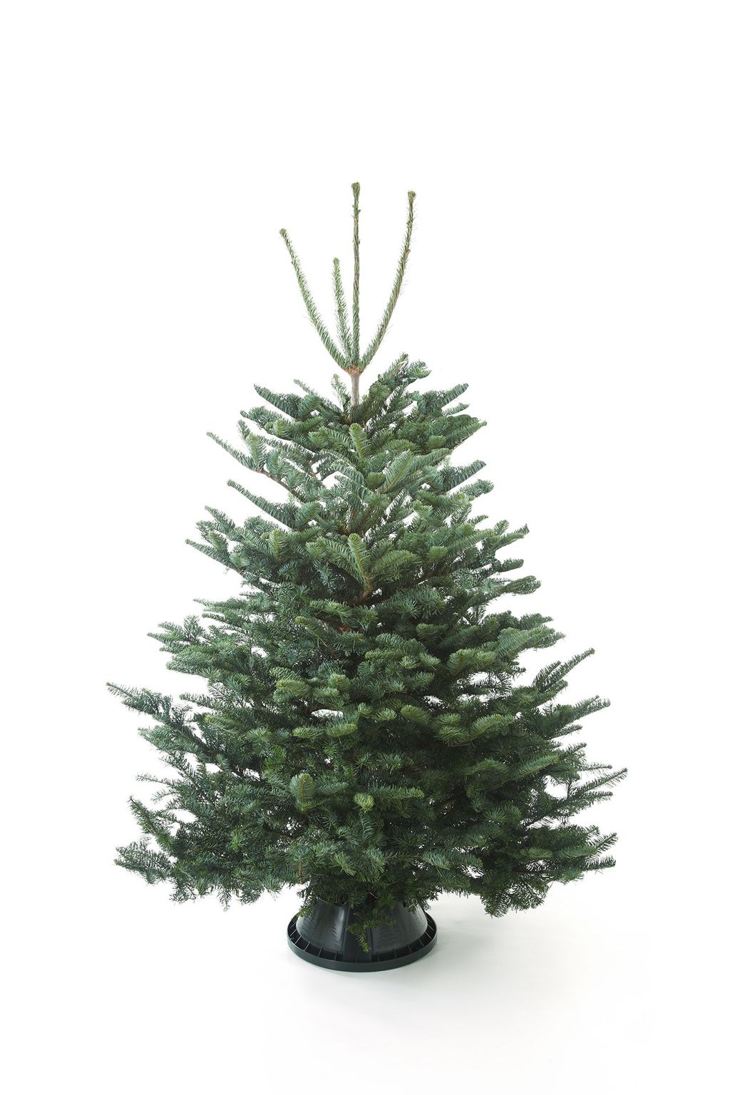 Height 39ft Style uneven layered structure good for decorating Aroma subtle spicy fragrance Needles deep bluegreen...