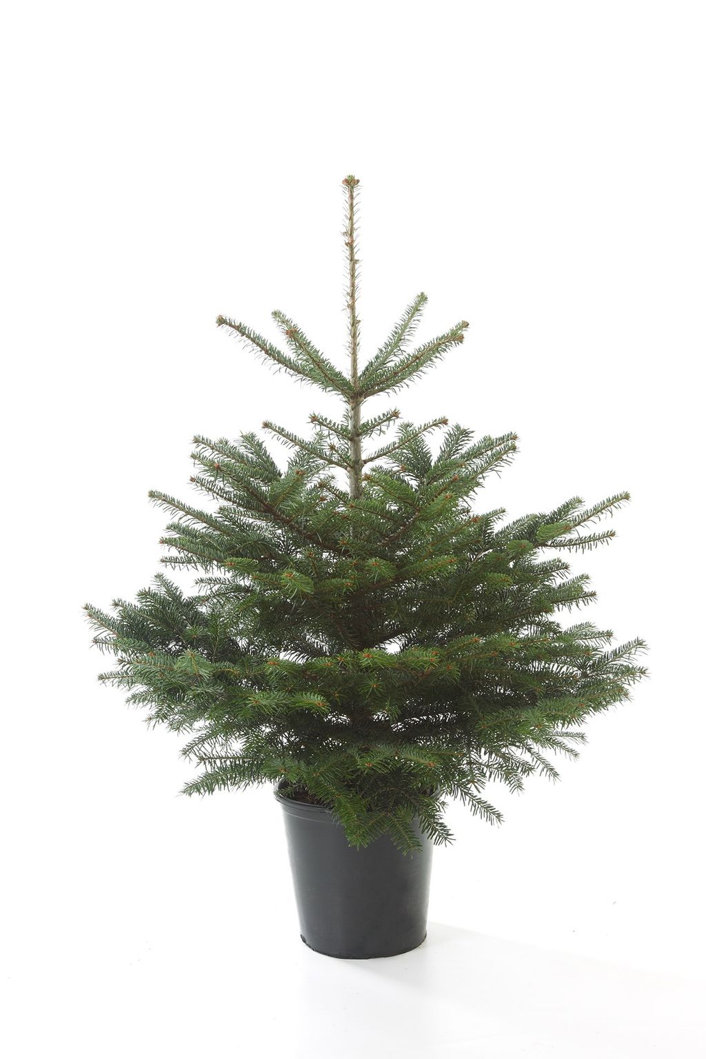 Potgrown Nordmann Fir Guide to Buying Real Christmas Trees | Christmas