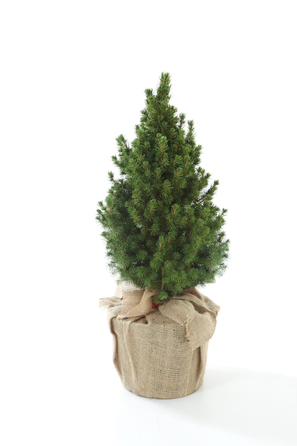 Mini Living Christmas Tree Guide to Buying Real Christmas Trees | Christmas