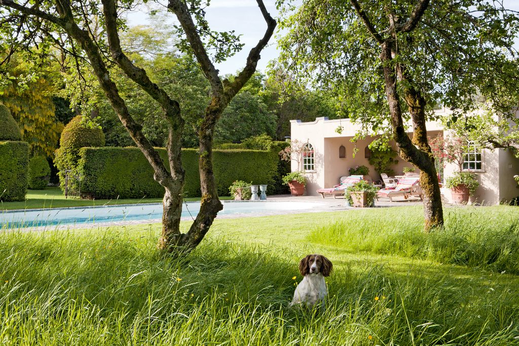 Image may contain Tree Plant Grass Tree Trunk Animal Dog Mammal Pet Canine Vegetation and Outdoors