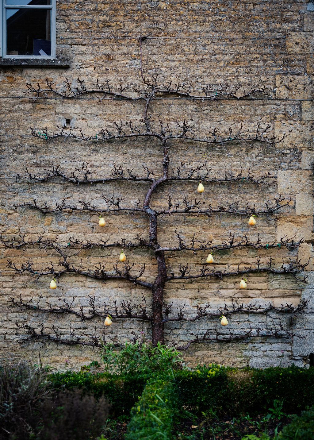 Elsewhere in Amanda Brooks garden against one wall of the house is an espalier pear tree cultivated by her husband over...