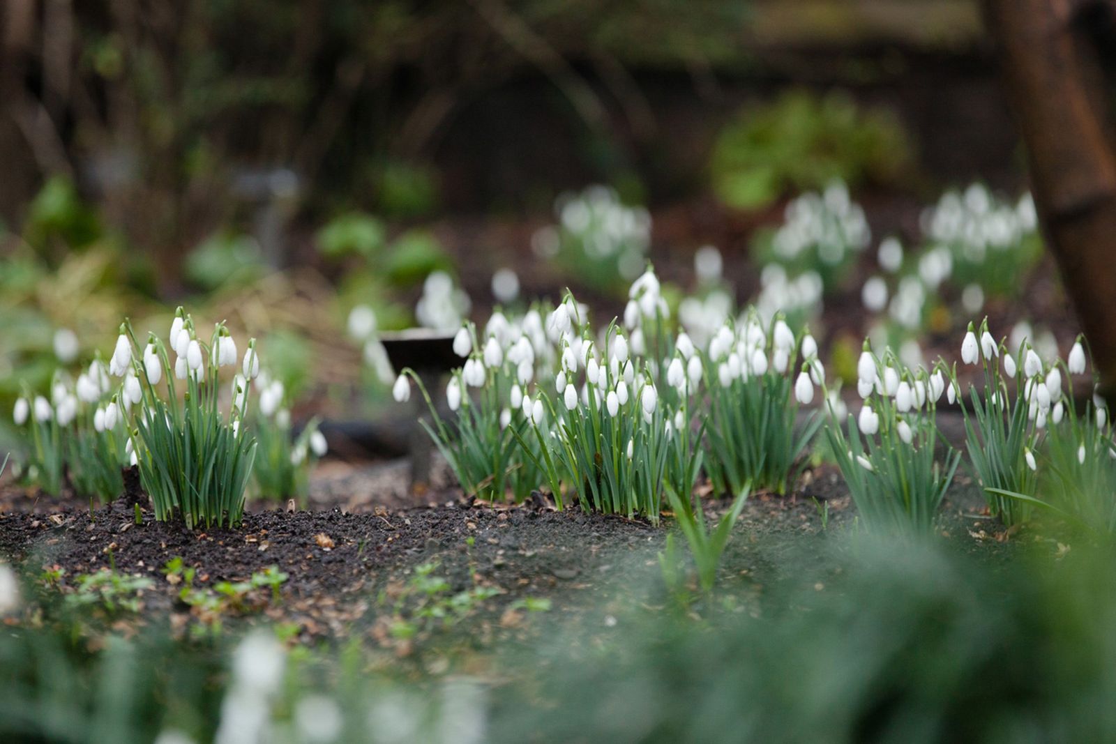 Image may contain Plant Moss Flower Blossom Soil Arenaria and Vegetation