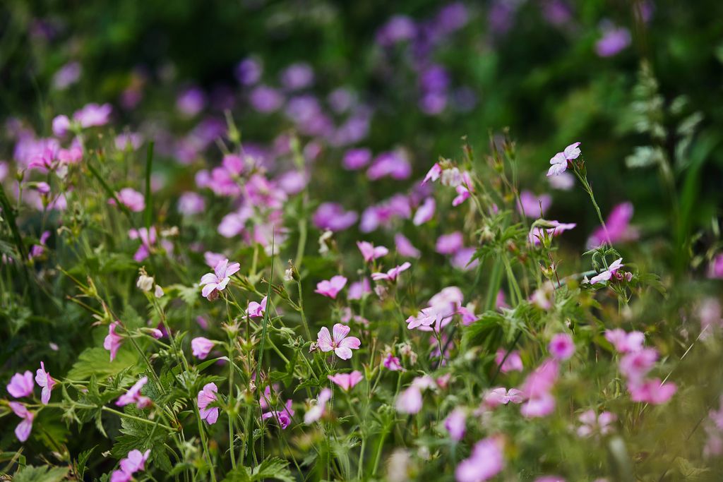 Image may contain Flower Plant Geranium Blossom Purple Anemone Vase Pottery Potted Plant and Jar