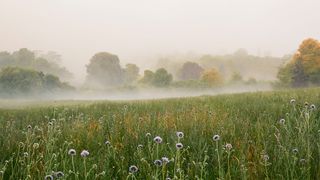 Image may contain Nature Outdoors Weather Grassland Field Fog and Mist