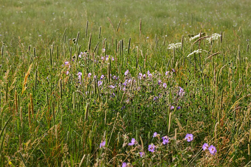 A plethora of grasses soften the meadow including timothy  and yellow oatgrass .