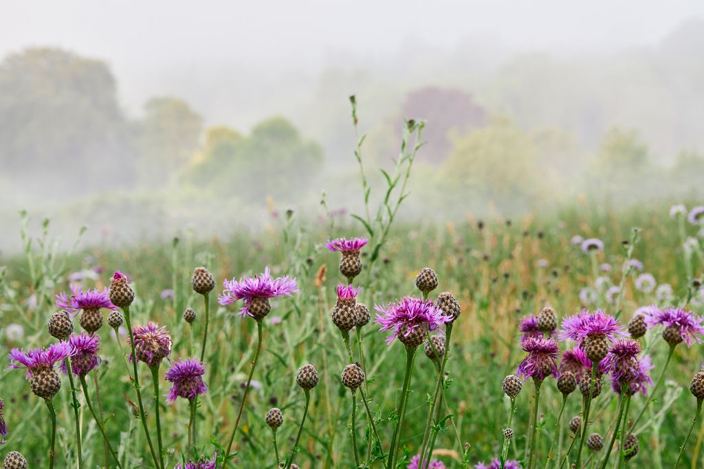 Image may contain Plant Nature Flower Blossom Outdoors Field Grassland Vase Planter Pottery Potted Plant and Jar