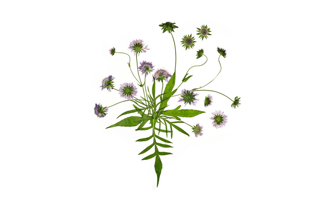 Field scabious is not related to daisies though  theyre actually members of the teasel family.