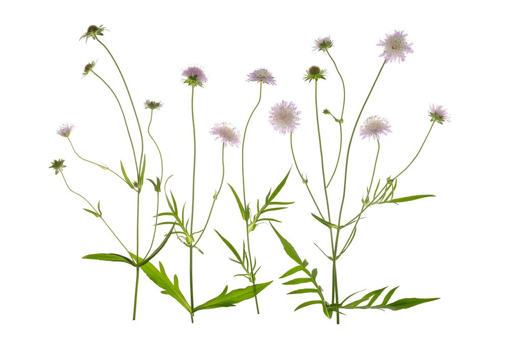 Image may contain Plant Flower Blossom and Dandelion