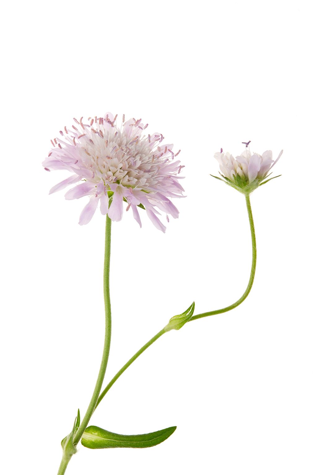 Each bloom is actually a collection of tiny flowers arranged in a disk and just as in a daisy only the outer florets...