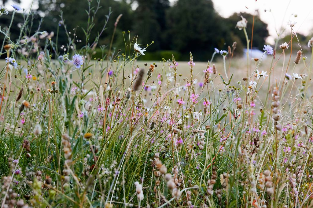 The sheer diversity of meadows is their joy a wild abundance of flowers. They lift the heart and nourish the soul.
