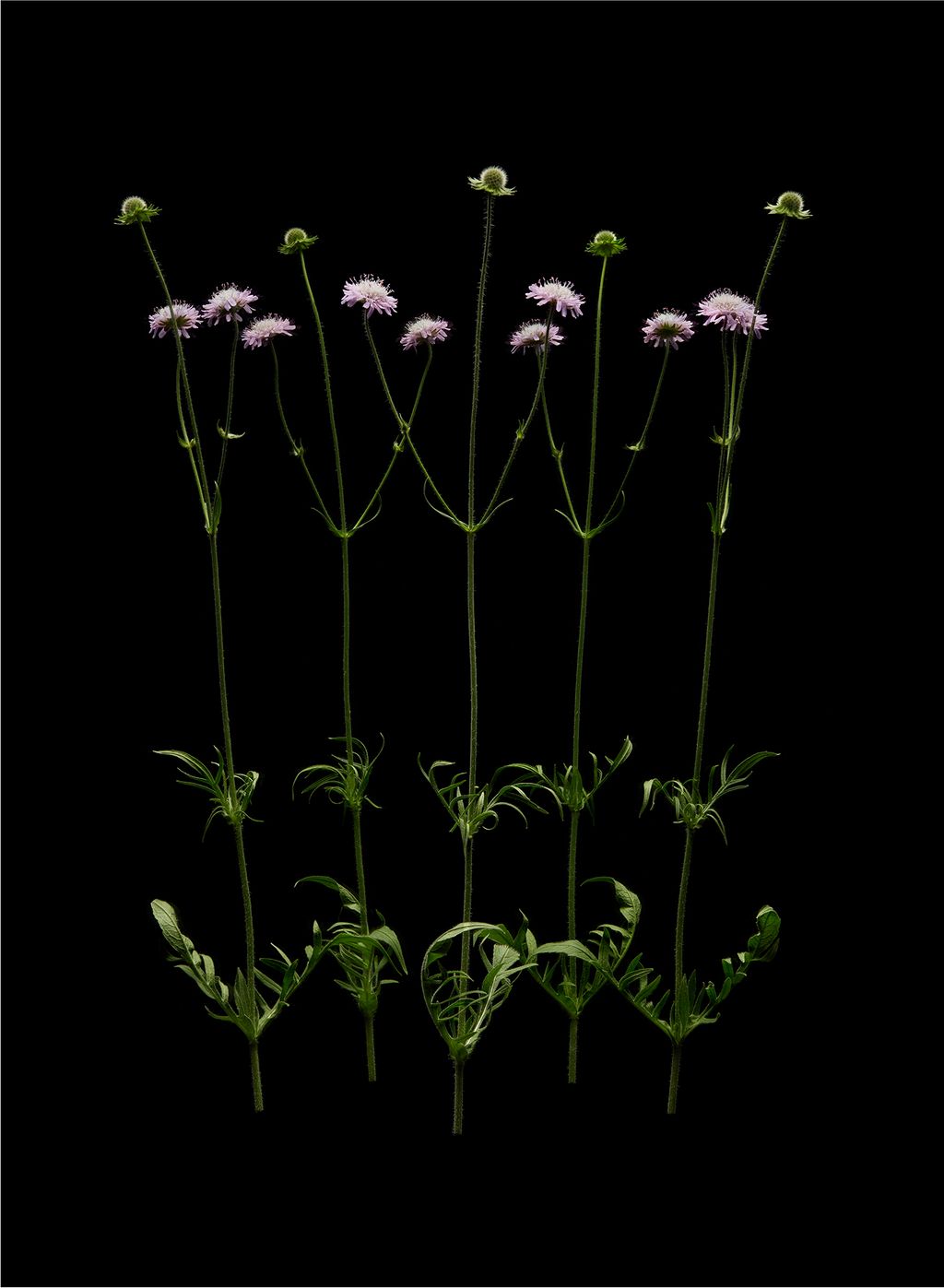 The flowers produce some of the highest quantities of nectar of any meadow plant and are a magnate for the wide range of...