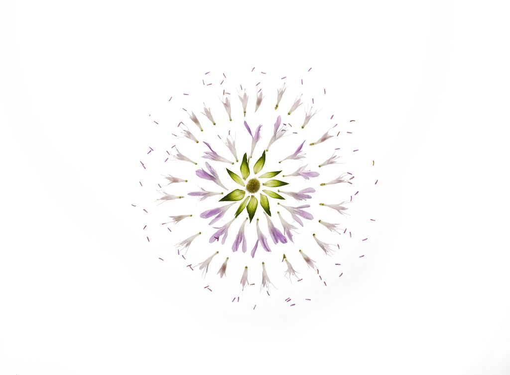 Growing in old hay meadows on chalk downland limestone grassland and along road verges the plants flower for a long...