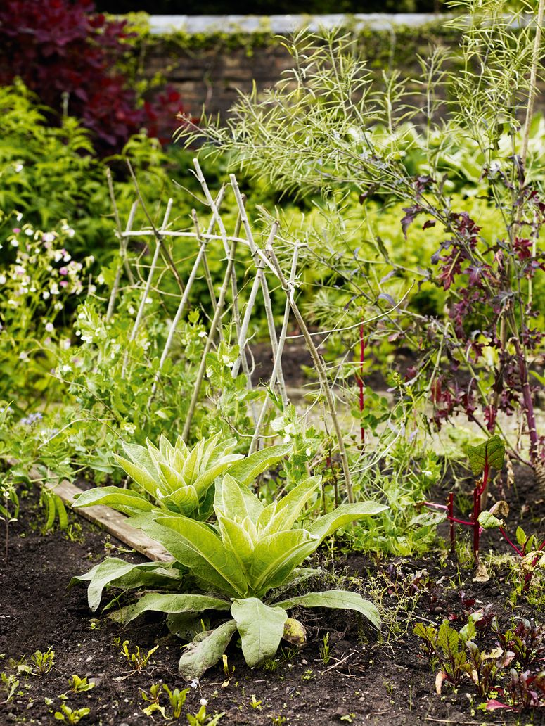 Image may contain: Plant, Pottery, Vase, Potted Plant, Jar, Planter, Herbs, Herbal, and Outdoors