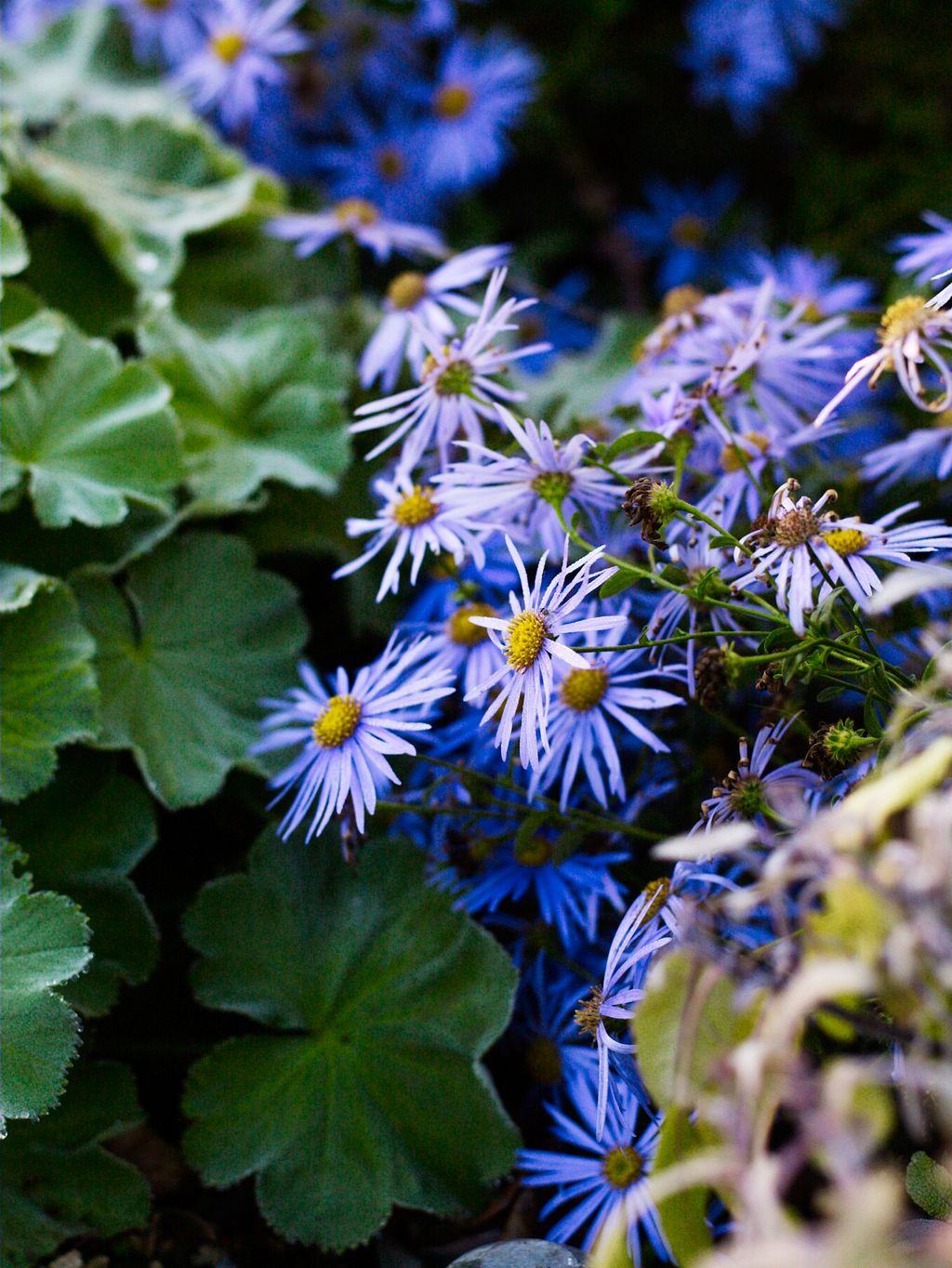 Image may contain Plant Flower Blossom Aster Pollen Daisy and Daisies