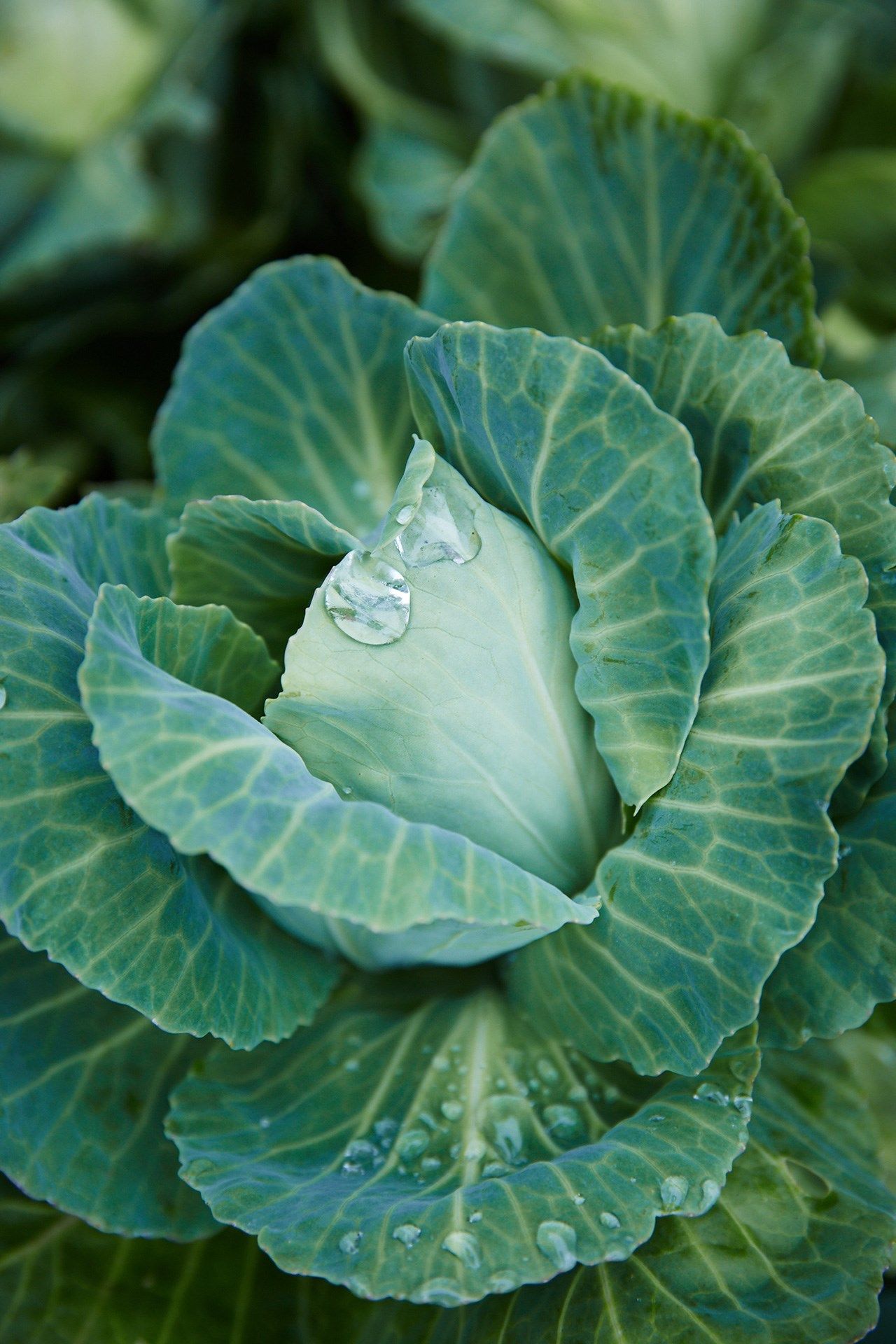 Image may contain Plant Food Vegetable and Cabbage