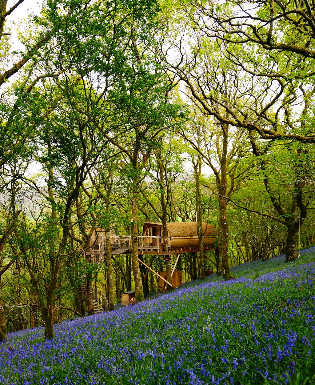 Image may contain Housing Building Vegetation Plant House Forest Tree Outdoors Nature Land Woodland and Cabin