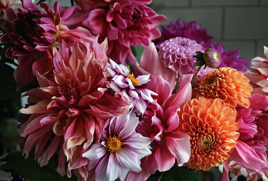 Image may contain Flower Plant Dahlia Blossom Flower Arrangement and Flower Bouquet