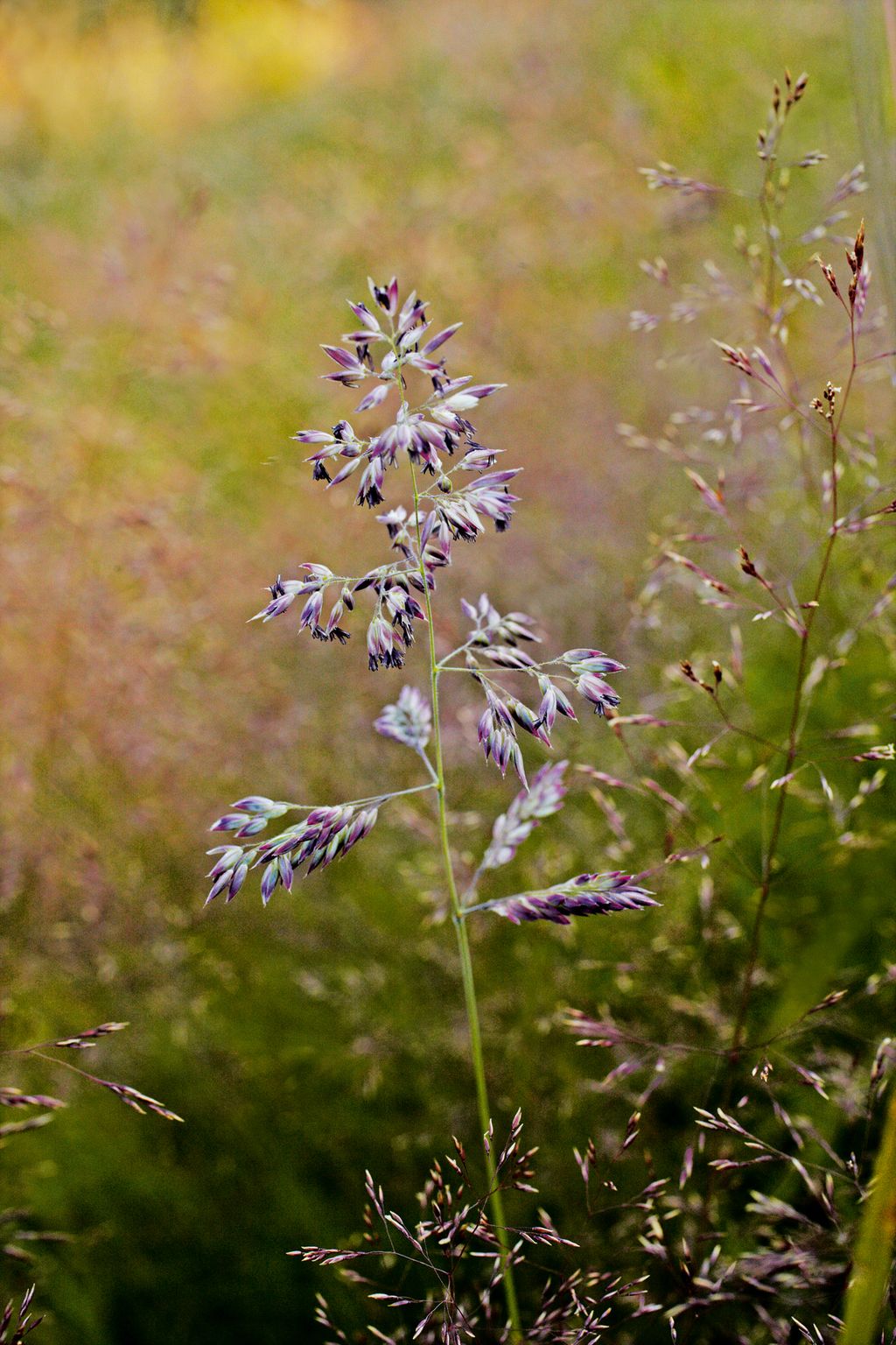 Image may contain Plant Vase Pottery Potted Plant Jar Grass Flower Blossom Planter Herbs Animal and Bird