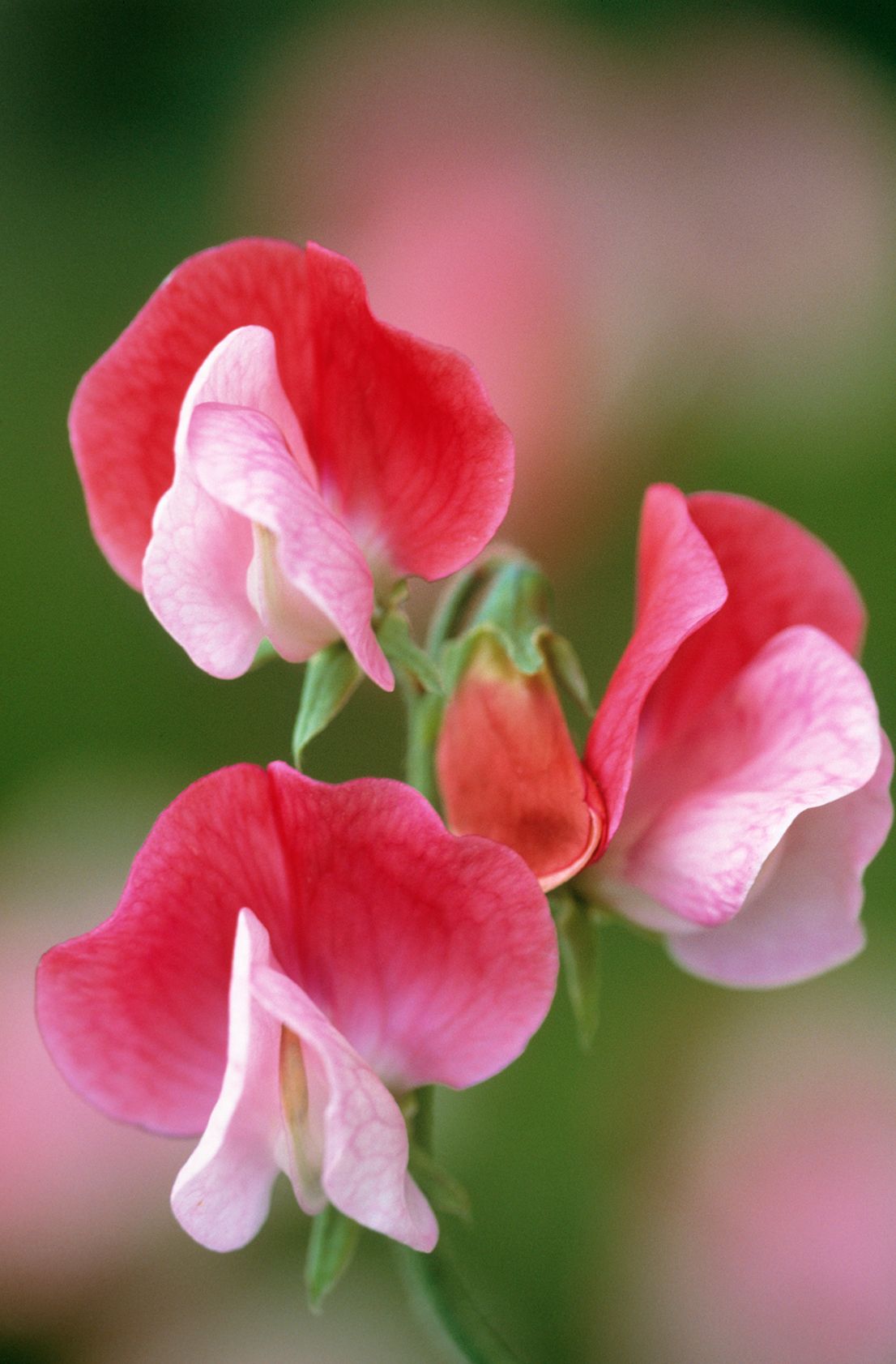 Image may contain Flower Plant Geranium Blossom and Petal