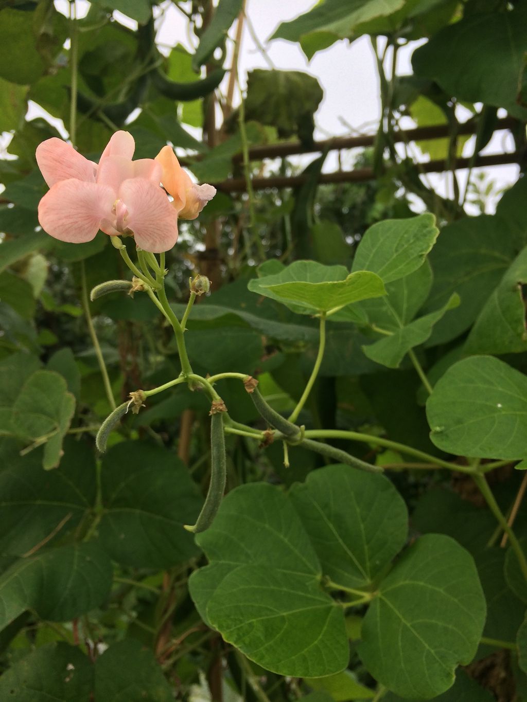 Image may contain Plant Flower Geranium Blossom and Acanthaceae